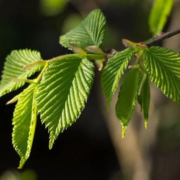 Hornbeam - standard (Carpinus betulus) 2